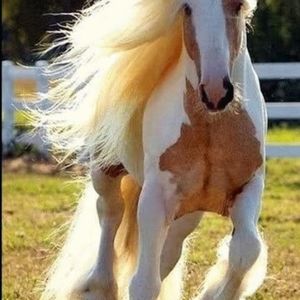 **POD HOLDER( only) for kcup or nespresso!